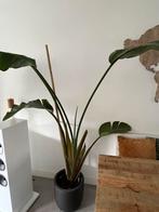 Strelizia 1,70 m, Huis en Inrichting, Kamerplanten, Ophalen, Overige soorten, Halfschaduw, In pot
