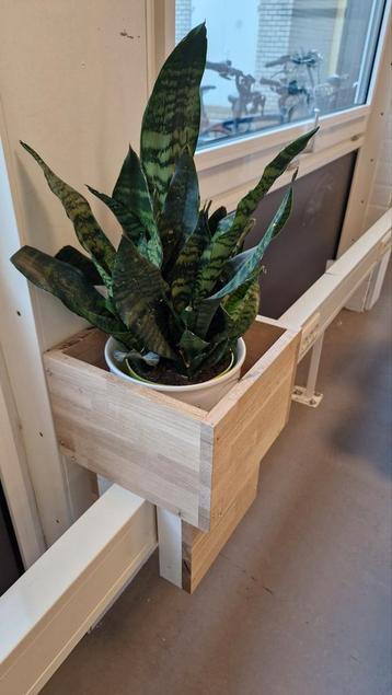 Gevraagd: sansevieria / makkelijke planten voor een school beschikbaar voor biedingen