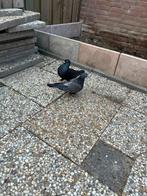 Takla, Dieren en Toebehoren, Meerdere dieren