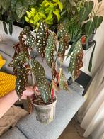 Stippenbegonia - Ophalen Arnhem, Vaste plant, Halfschaduw, Zomer, Ophalen