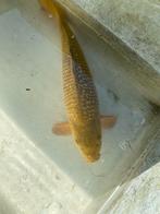 Jumbo Tosai Chagoi 40cm, Dieren en Toebehoren, Vissen | Vijvervissen, Karper of Koi