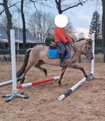 Knappe spring/eventing c/d pony, Konink wildkleur, Dieren en Toebehoren, Pony's, Gechipt, Ruin, Springpony, Zadelmak