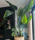 Strelitzia nicolai, Ophalen of Verzenden, Halfschaduw