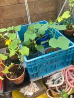 Augurken / komkommer grote zaailingen, Tuin en Terras, Planten | Tuinplanten, Ophalen, Zomer, Groenteplanten, Volle zon