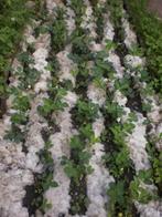 4 zak schapenwol voor in de moestuin wol plantenbeschermen, Mest, Ophalen