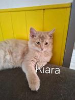 Ragdoll kittens stamboom/DNA/Echo Cinnamon & choc (fok), Dieren en Toebehoren, Katten en Kittens | Raskatten | Langhaar, Meerdere dieren