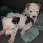 Amerikaanse stafford puppys! Nog 2 beschikbaar!, Dieren en Toebehoren, Honden | Jack Russells en Terriërs, 8 tot 15 weken, American Staffordshire Terriër