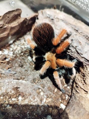 A.bicoleratum, L.polycuspulatus, P. irminia beschikbaar voor biedingen