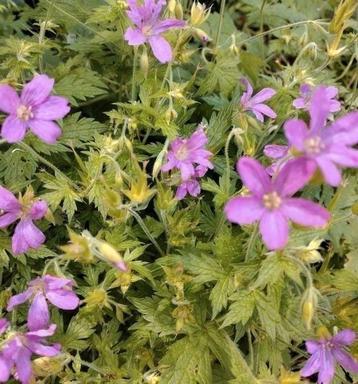 Zaden Reigersbek - Geranium Endresii  beschikbaar voor biedingen