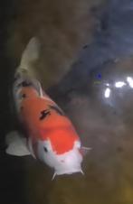 Zeer mooie japanse koi en een steur, Dieren en Toebehoren, Vissen | Vijvervissen, Karper of Koi