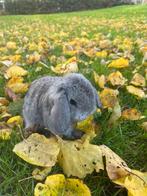 Knap minilop rammetje, Dieren en Toebehoren, Mannelijk, Dwerg