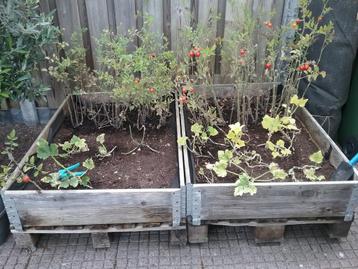 MOESTUINBAKKEN 1.20 BIJ 80 CM beschikbaar voor biedingen