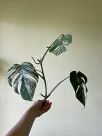 (6) Monstera Variegata – Gewortelde stek met nieuwe scheut, Ophalen, Overige soorten, Halfschaduw, Minder dan 100 cm