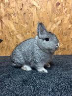 Kleurdwerg Chinchilla Ram Jong (dwergkonijn), Dieren en Toebehoren, Konijnen, Mannelijk, Dwerg, 0 tot 2 jaar