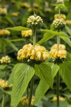 tuinplant PHLOMIS  russeliana etagebloem met allure bijen, Halfschaduw, Zomer, Vaste plant, Bodembedekkers