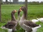 Gezocht span toulousegans midden van het land, Meerdere dieren, Gans of Zwaan