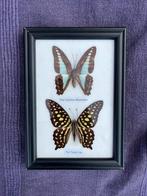 Vlinders in foto lijst, Ophalen of Verzenden, Zo goed als nieuw, Insect, Opgezet dier