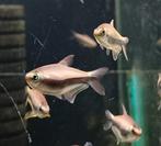 Hobbyaquarium Keizertetra / Nematobrycon palmeri, Dieren en Toebehoren, Vis, Zoetwatervis, Schoolvis