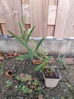 Verbena Ijzerhard, Tuin en Terras, Planten | Tuinplanten, Volle zon, Vaste plant, Zomer, Ophalen