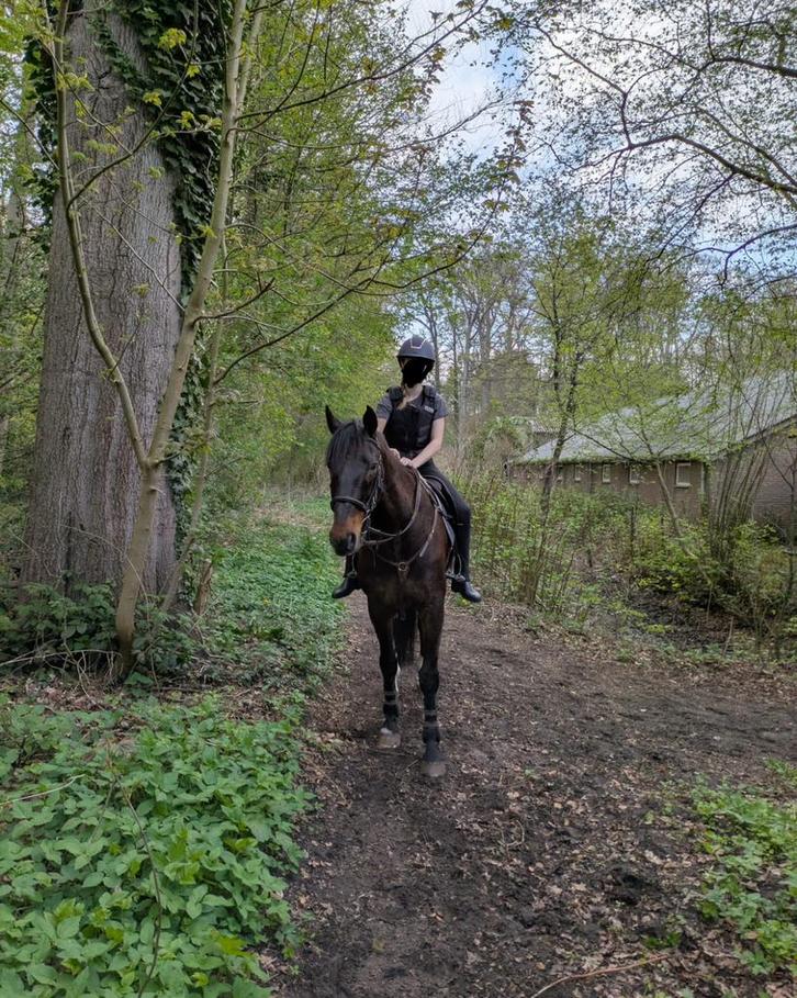 Bijrijd paard/ verzorgpaard gezocht, Dieren en Toebehoren, Paarden en Pony's | Overige Paardenspullen, Nieuw, Dressuur, Ophalen of Verzenden