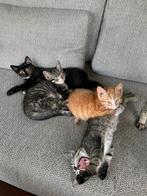 Super lieve kroelkittens - kater - poesjes, Dieren en Toebehoren, Katten en Kittens | Overige Katten, Meerdere dieren, Kortharig
