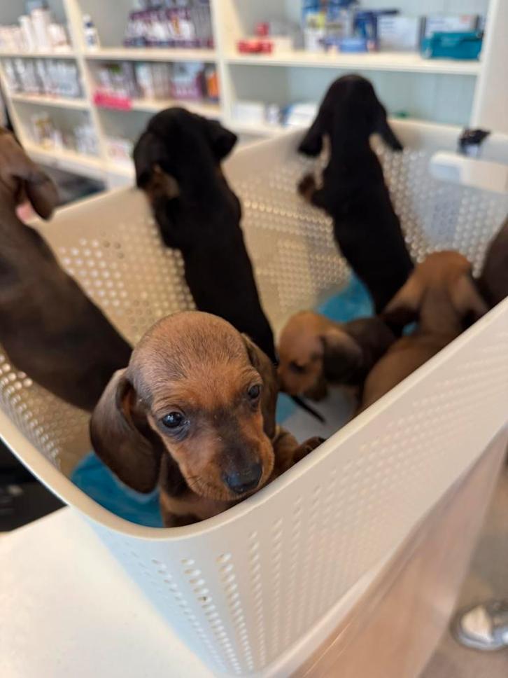 De liefste dwerg teckel pups, Dieren en Toebehoren, Honden | Teckels en Dashonden, Meerdere dieren, Korthaar, Dwerg, Particulier