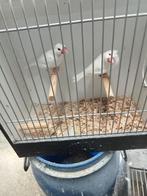Koppel witte rijstvogels, Meerdere dieren, Tropenvogel