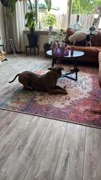 Xenos salon tafel rond, Ophalen, Gebruikt, Rond, 50 tot 100 cm