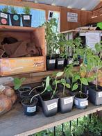 Moestuinplantjes en tuinplanten!, Tuin en Terras, Planten | Tuinplanten, Ophalen, Volle zon, Groenteplanten, Eenjarig