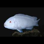 Pseudotropheus socolofi white 4-5 cm!!!, Vis, Zoetwatervis