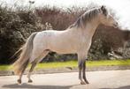 Levenslang GGK NMPRS dekhengst grote maat valk appaloosa, Hengst