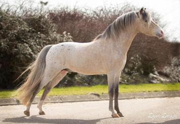 Levenslang GGK NMPRS dekhengst grote maat valk appaloosa beschikbaar voor biedingen