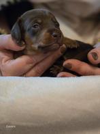 Dwerg teckel pups dachshund, CDV (hondenziekte), 8 tot 15 weken, Meerdere, Meerdere dieren