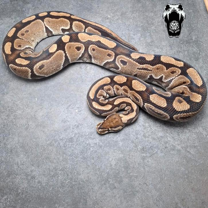 0.1 Normal het clown (proven breeder) Python regius