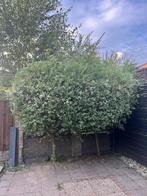 Salix intergra / Hakuro Nishiki, Overige soorten, Lente, 250 tot 400 cm, Ophalen