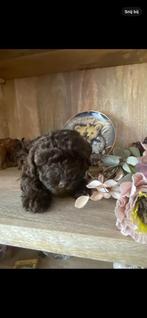 🩷🐾 hele sociale kleine maltipoo puppys choco en abriko🩵🐾, Overige rassen, CDV (hondenziekte), 8 tot 15 weken, Teef
