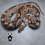 0.1 normal het clown Bewezen kweekvrouw (python regius), Dieren en Toebehoren, Reptielen en Amfibieën, Slang, Tam, 3 tot 6 jaar