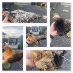 Groepje serama hennen, Dieren en Toebehoren, Pluimvee, Vrouwelijk, Kip