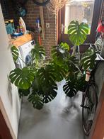 Mooie grote gezonde monstera kamerplant, Huis en Inrichting, Kamerplanten, Overige soorten, In pot, 150 tot 200 cm, Groene kamerplant