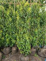 grote portugese laurier, taxus,coniferen,laurier div soorten, Tuin en Terras, Ophalen of Verzenden, Laurier, 100 tot 250 cm