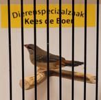 Tijgervink pop, Dieren en Toebehoren, Vogels | Overige Vogels, Vrouwelijk, Geringd