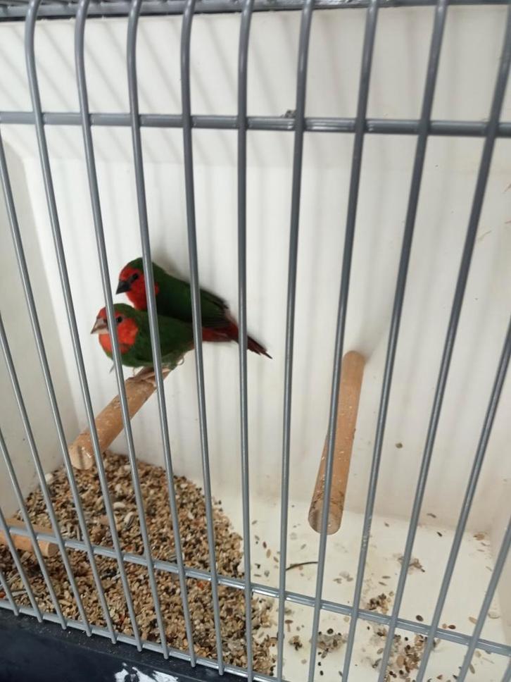 Roodkop papegaai amedine koppel, Dieren en Toebehoren, Vogels | Overige Vogels, Meerdere dieren