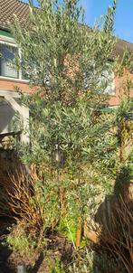 Stoere olijfboom zoekt gezellige tuin!, Tuin en Terras, Planten | Bomen, Volle zon, Bloeit niet, Ophalen of Verzenden, Olijfboom