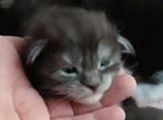 Maincoon kittens., Meerdere dieren