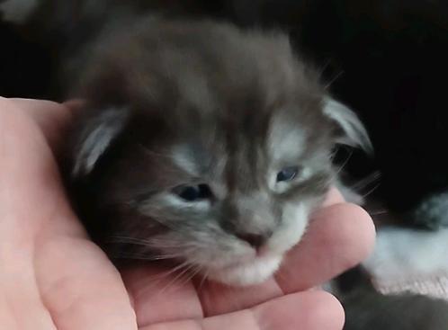 Maincoon kittens., Dieren en Toebehoren, Katten en Kittens | Raskatten | Langhaar, Meerdere dieren