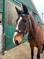 Kieffer isabelle hoofdstel/ barok hoofdstel, Dieren en Toebehoren, Paarden en Pony's | Hoofdstellen en Tuigage, Ophalen of Verzenden