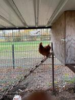 Gratis 4 kippen, Dieren en Toebehoren, Pluimvee, Vrouwelijk, Kip