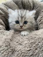 Britse Langhaar, Poes, Gechipt, 0 tot 2 jaar