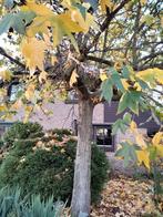 Hulp gevraagd in de tuin, Ophalen, Volle zon, Overige soorten