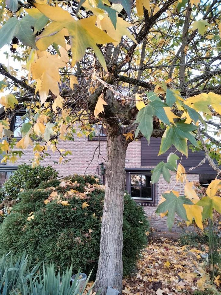 Hulp gevraagd in de tuin, Tuin en Terras, Planten | Bomen, Overige soorten, Volle zon, Ophalen